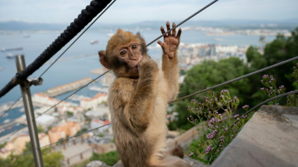 Accros &agrave; la malbouffe des touristes, des singes de Gibraltar pratiquent l'autom&eacute;dication