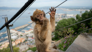 Accros &agrave; la malbouffe des touristes, des singes de Gibraltar pratiquent l'autom&eacute;dication