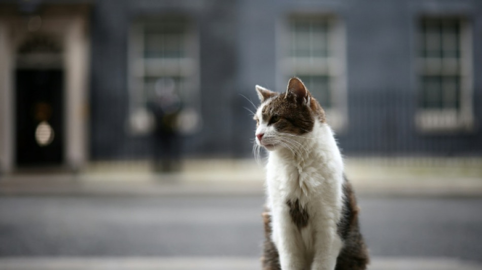 El famoso gato Larry celebra 15 a&ntilde;os en el 10 de Downing Street