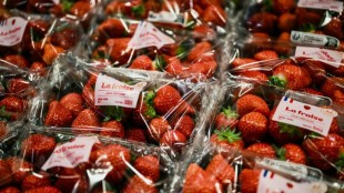 La fraise fran&ccedil;aise r&eacute;siste &agrave; la concurrence gr&acirc;ce la culture hors-sol