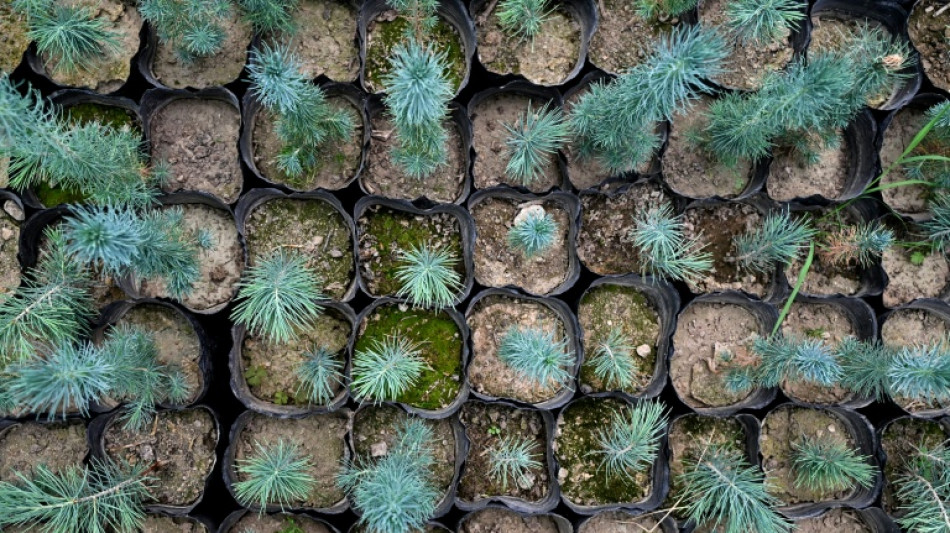 Les Afghans red&eacute;couvrent les bienfaits des arbres