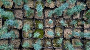 Les Afghans red&eacute;couvrent les bienfaits des arbres