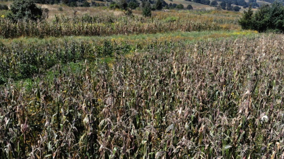 Report paves way for EU to renew glyphosate use