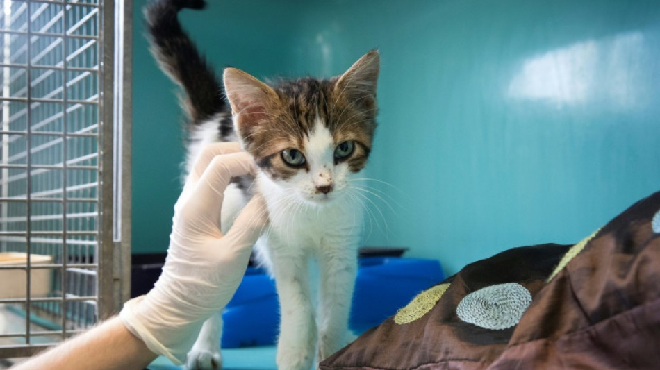 Urteil: Katzenhalterin haftet f&uuml;r Kosten von Tierklinik bei Notfallbehandlung