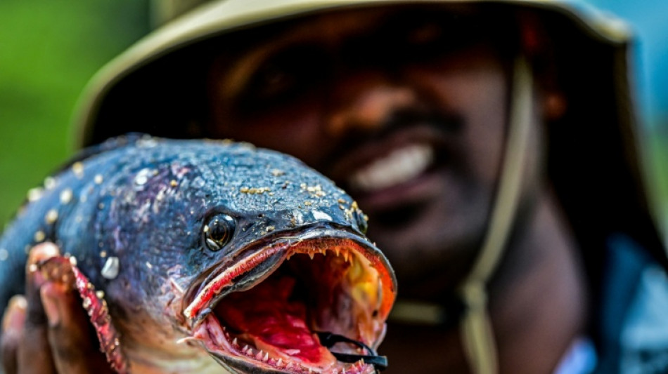 Sri Lanka: un concours de pêche pour limiter le nombre d'espèces invasives