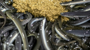 Japan's eel delicacy faces global conservation pressure