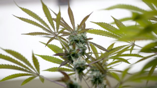 Cannabisplantagen in Schleswig-Holstein: Ermittler nehmen sechs Verd&auml;chtige fest