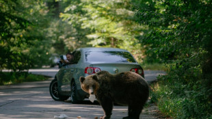Keep or cull? Romania divided over its bear population