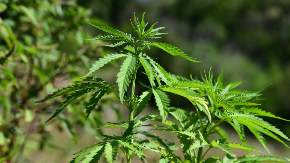 El estado de Maryland anular&aacute; 175.000 condenas por consumo de cannabis
