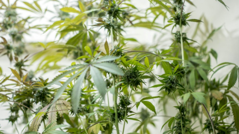 Haftstrafen f&uuml;r Vater und Sohn wegen Online-Versandhandel von Cannabis