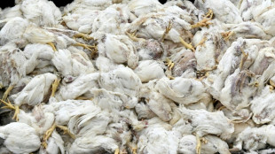 Vogelgrippe: Saarland verhängt ab Donnerstag als erstes Bundesland Stallpflicht