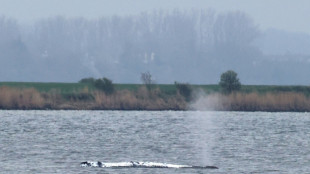 Kein Durchbruch in Wal-Drama absehbar: Tier liegt weiterhin vor Insel Poel fest