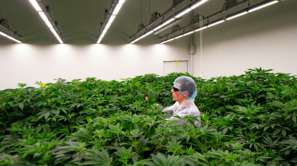 Pa&iacute;ses Bajos ampl&iacute;a a otras ocho ciudades su prueba de consumo legal de cannabis