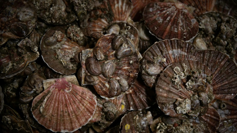 Les gisements fran&ccedil;ais de coquilles Saint-Jacques se portent "globalement bien", selon l'Ifremer