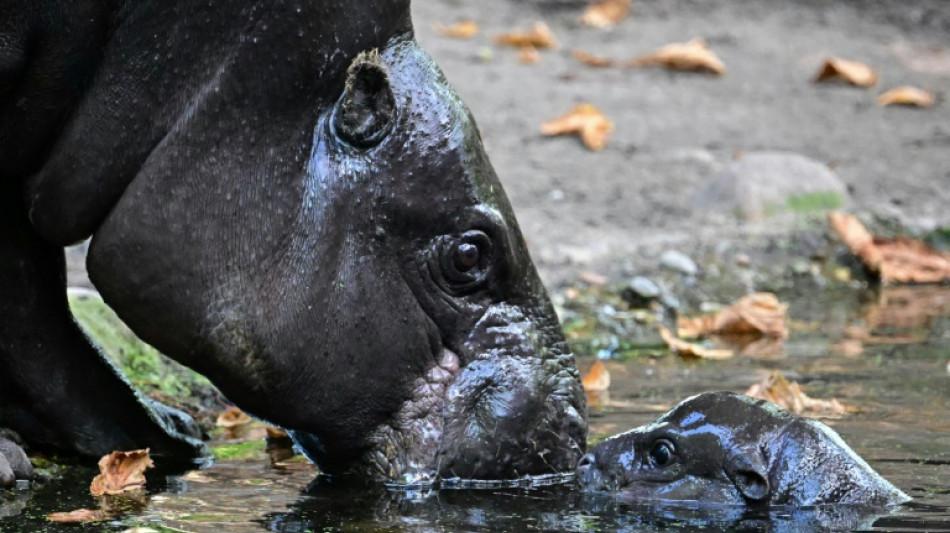 Auf Tauchstation: Mini-Hippo in Berliner Zoo erstmals auf Au&szlig;enanlage unterwegs