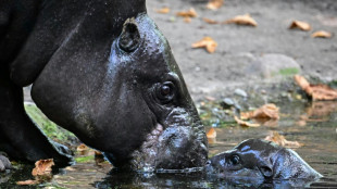 Auf Tauchstation: Mini-Hippo in Berliner Zoo erstmals auf Au&szlig;enanlage unterwegs