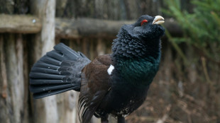 La chasse au grand t&eacute;tras interdite en France