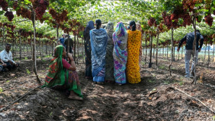 Struggling farmers find hope in India co-operative