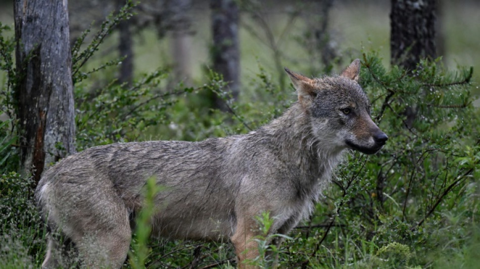 Le gouvernement autorise les tirs sur un loup attaquant un &eacute;levage non prot&eacute;g&eacute;