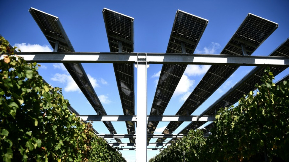 Des vignerons s&eacute;duits par l'agrivolta&iuml;sme face aux al&eacute;as du climat
