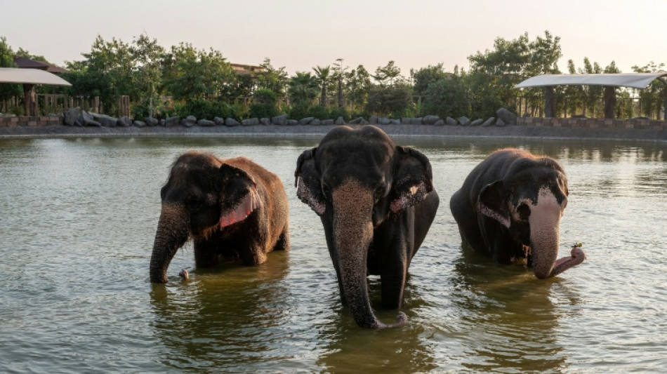 Inde: assailli de critiques, le parc animalier g&eacute;ant de Vantara promet de se r&eacute;inventer