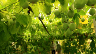 'Garden of Eden': Albania eyes up growing exotic fruit for Europe