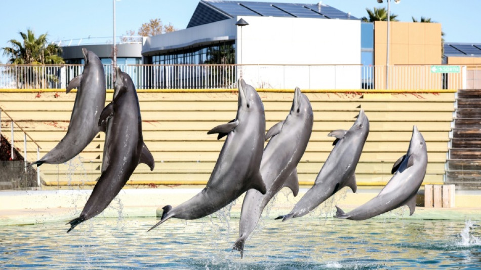Italy to open Europe&#039;s first marine sanctuary for dolphins