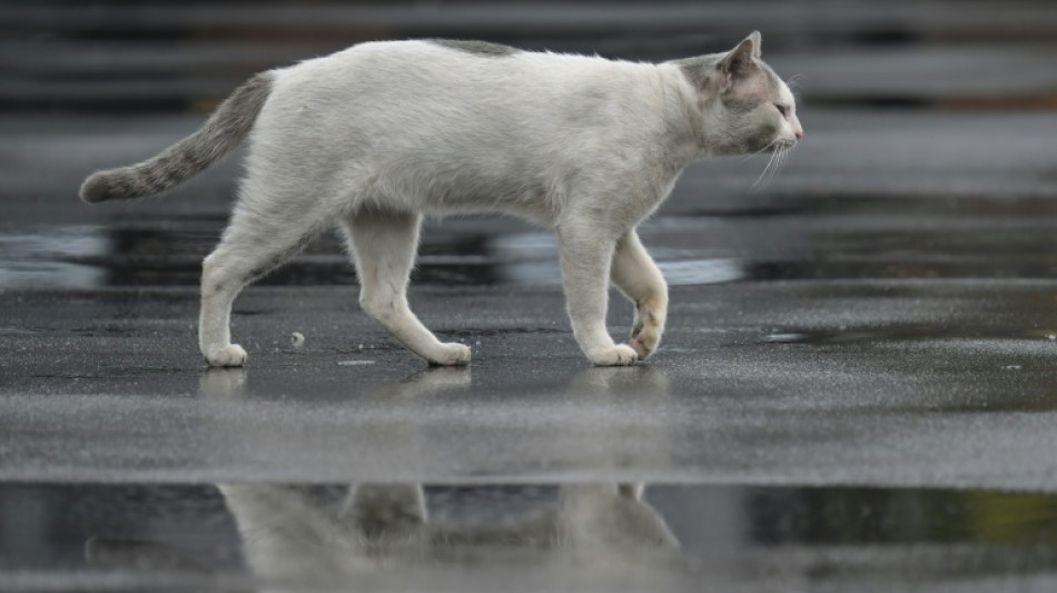 Trap, neuter, release: Jakarta battles cat-astrophic stray numbers