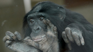 Malgr&eacute; leur r&eacute;putation pacifique, les bonobos sont agressifs, surtout envers les m&acirc;les