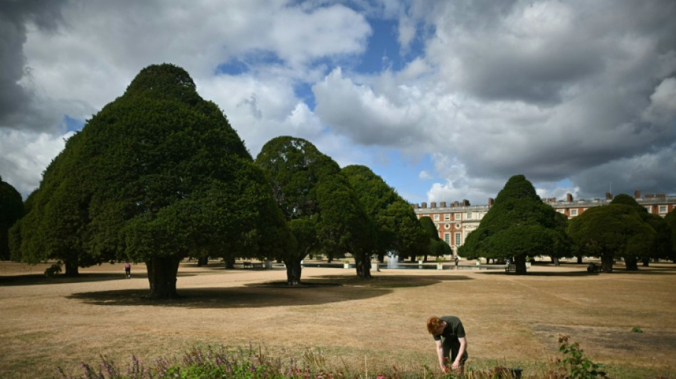 Trees 'giving up': climate change hammers historic English gardens