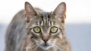 Später als gedacht: Hauskatze erreichte Europa erst vor 2000 Jahren