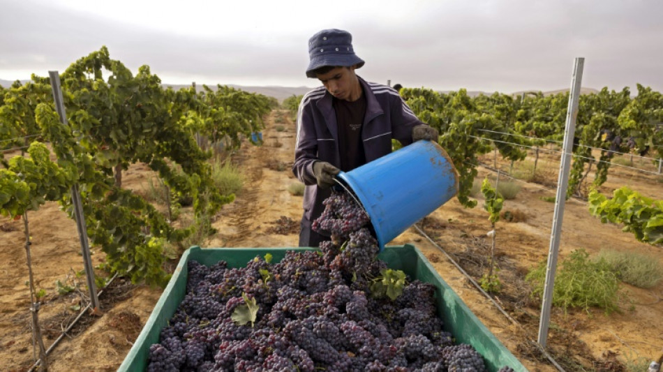 Vinicultores en el desierto de N&eacute;guev muestran el camino a seguir en el calor de Israel