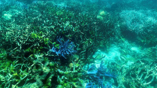 Top nature group to unveil new 'red list' of threatened species
