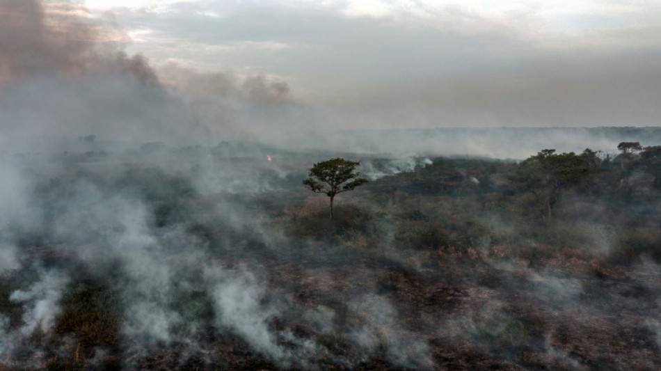Deforestation in Brazil Amazon falls, more Indigenous reserves approved