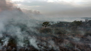 Deforestation in Brazil Amazon falls, more Indigenous reserves approved