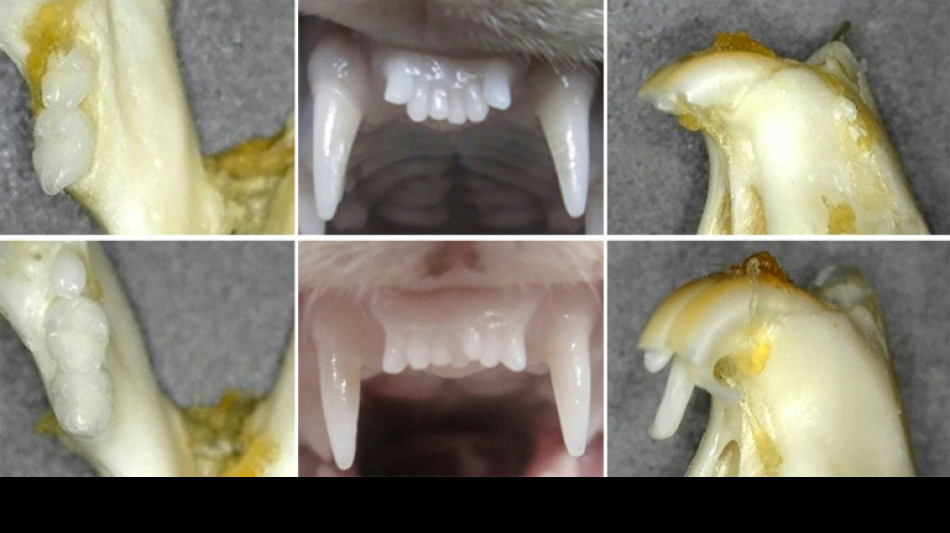 Investigadores japoneses prueban un f&aacute;rmaco para regenerar dientes