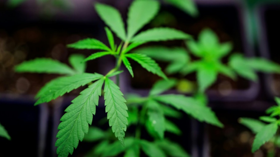 Cannabis: Expertengruppe empfiehlt THC-Grenzwert &uuml;ber 0,0 im Stra&szlig;enverkehr