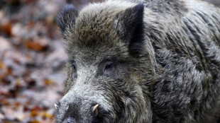 Verletztes Wildschwein attackiert Anwohner in rheinland-pfälzischem Unkel