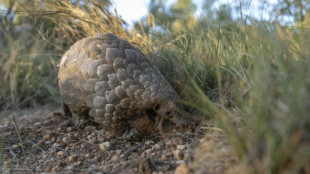 Interpol: 20.000 lebende Tiere bei internationalem Gro&szlig;einsatz beschlagnahmt