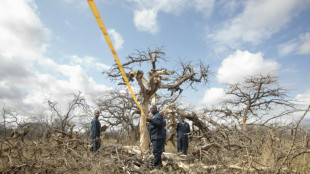 Kenya bets on carbon credits as it hosts climate summit