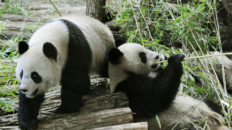 Un zoo de Francia devuelve a China un panda enfermo y su pareja