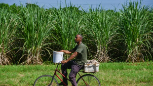 Em Cuba, cooperativa de cana-de-a&ccedil;&uacute;car luta contra apag&otilde;es e escassez de insumos