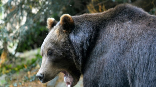 Ein Toter und eine Verletzte bei B&auml;r-Angriff in mongolischer Hauptstadt