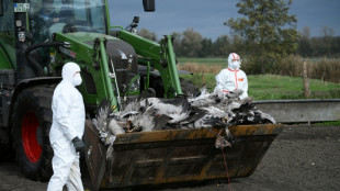 Vogelgrippe: Branche fordert bundesweite Stallpflicht - sonst steigende Eierpreise