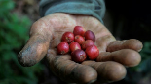 Colombia registra su mayor producción de café en 33 años