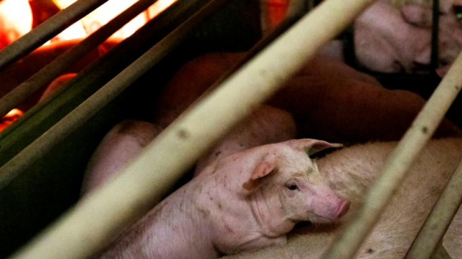 China impondr&aacute; aranceles antidumping al porcino de la UE durante 5 a&ntilde;os