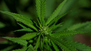 Extrato de cannabis aliviaria dores crônicas na lombar, segundo ensaio clínico