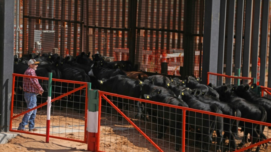 EEUU reabre otro punto para la exportaci&oacute;n de ganado de M&eacute;xico