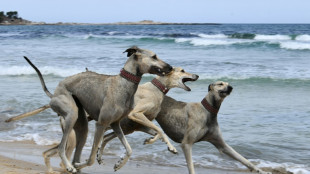 La lucha por salvar al sloughi en Túnez, una raza de perros ancestral que está "amenazada"