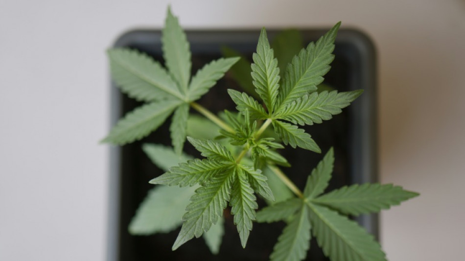 Cannabisplantage bei Brand von Schuppen in Mecklenburg-Vorpommern entdeckt